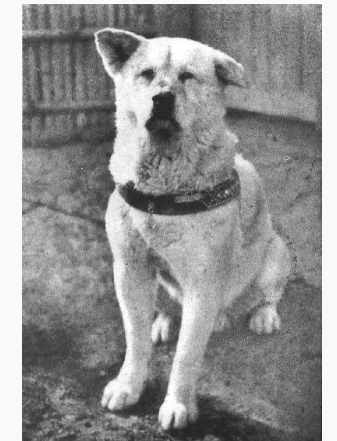 The Forever Loyal Dog